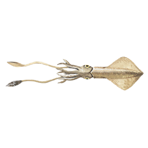 Squid PNG-47208